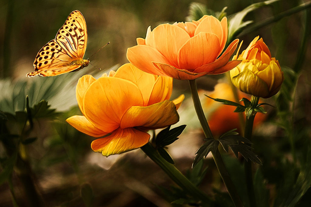 Nyttige links